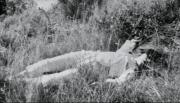 Corps d'Elisabeth Drummond