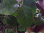problèmes ou non? avec mon Ligustrum Feuilles-trou-es-30d264e