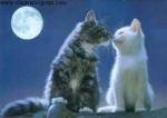 http://img68.xooimage.com/files/7/0/8/private-category-...eux4-big-2e0a8af.jpg