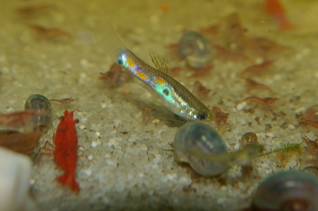 Poecilia obscura "Matura River" Sg1l4399-300853d