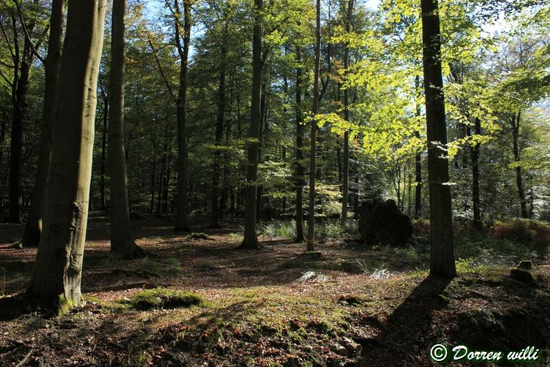 promenade sur les fagnes et alentours ( jalhay ) le 16-oct-2011 Dpp_jalhay---16-o...1---0009-2dd6cb1