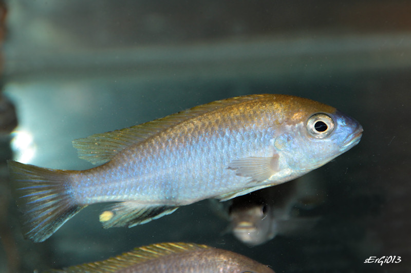 CONGRES de VICHY le REtOUR Gephyrochromis-lawsi-2d67f48